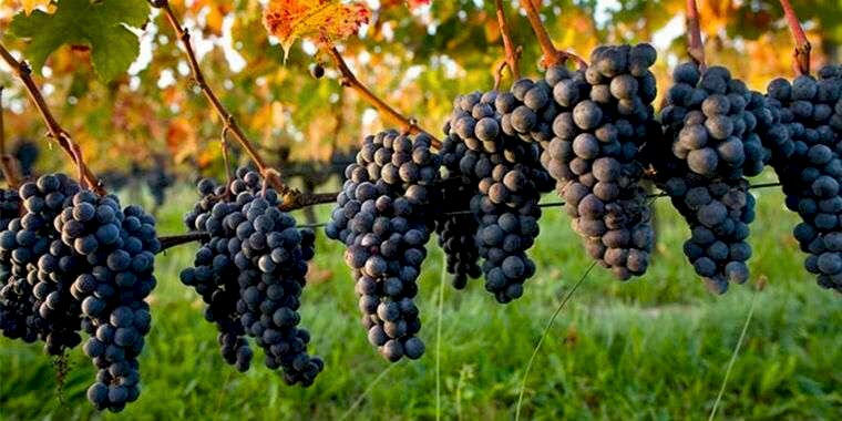 Çeşme Festivalleri ve Etkinlikleri