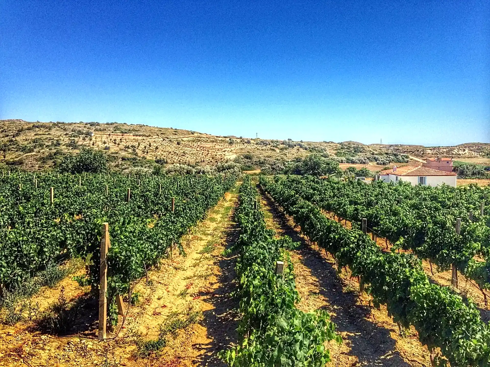 Çeşme'nin Bağları ve Üzümleri